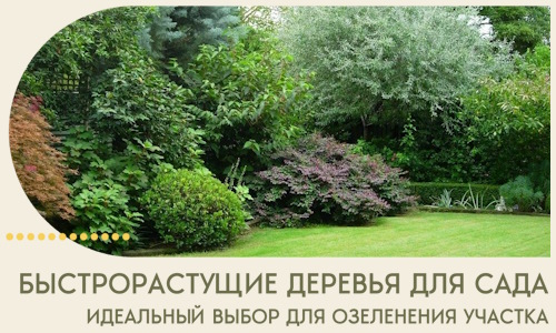 Быстрорастущие деревья для сада идеальный выбор в Ачинске