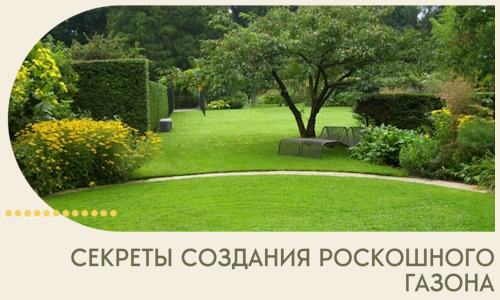 Секреты создания роскошного газона в Ачинске